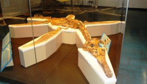 The pride of Richmond museum - the Pliosaur