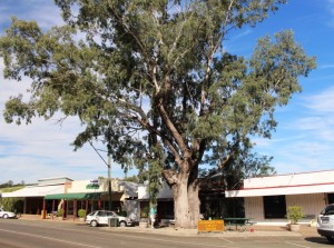 11 Leichardt Tree