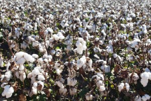 Harvest ready cotton