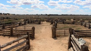 Sheep yards at Mungo were built from local timber, mostly cypress pine