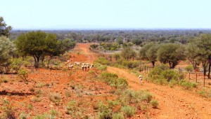 Sheep on the higher country near New Chum homestead. The hills in the far distance are on the other side of the Darling