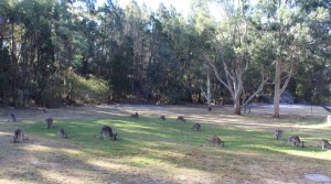 Grazing kangaroos at Girraween