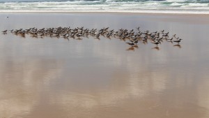 Resting migratory birds near the edge of the ocean