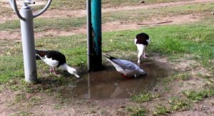 Birds feeding under a tap.