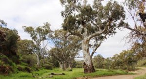 Stately River Red Gums in the bed of the creek at Willow Waters camping area