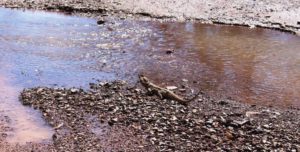 A Bearded Dragon pauses to search the sky while drinking at a running stream - in the middle of the track.